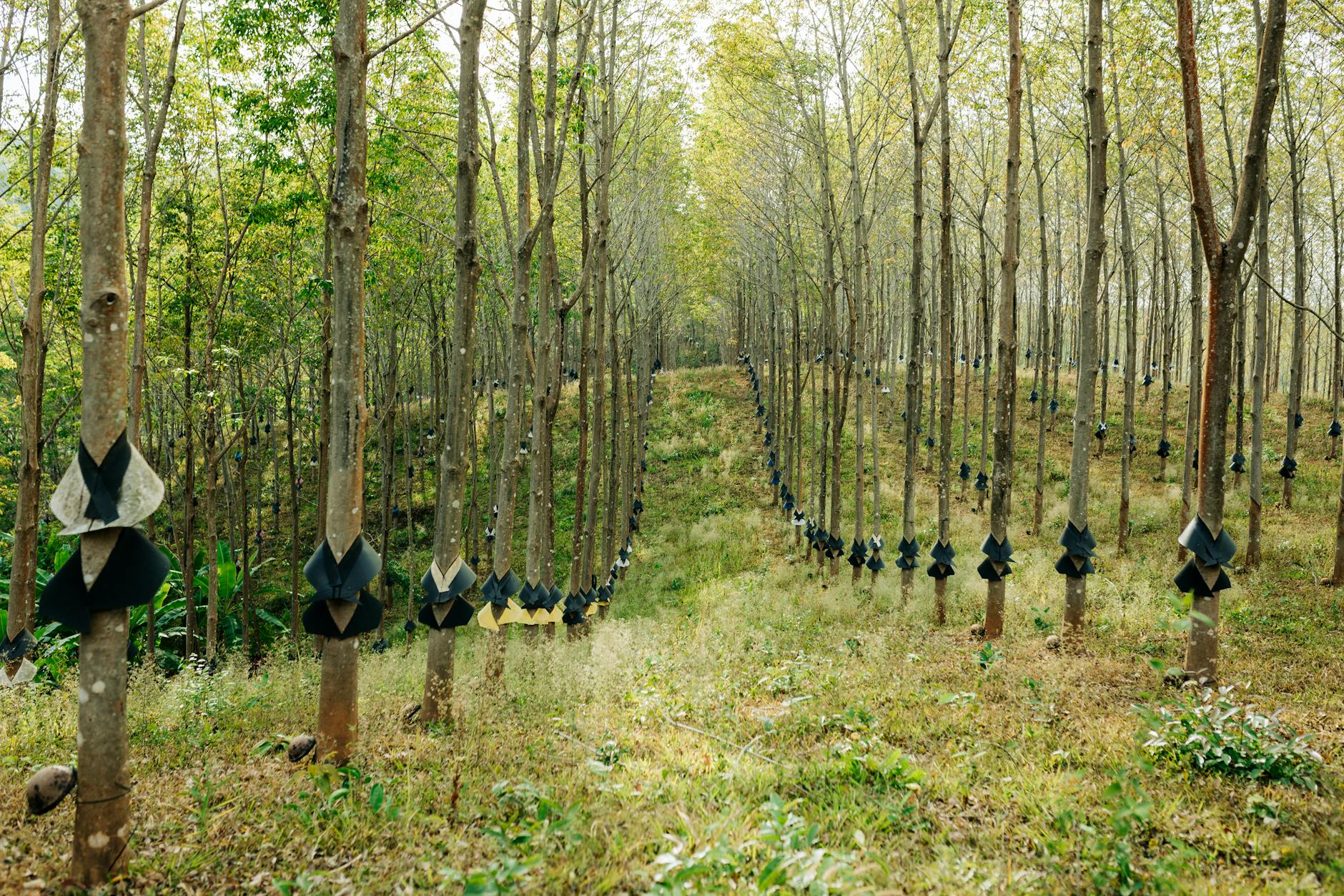 Devis terrassement : Tarifs détaillés et pièges à éviter