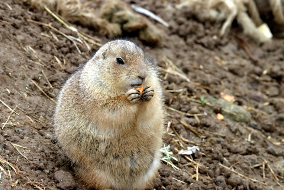 Travaux de pool excavation dirt
