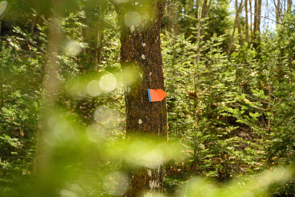 Travaux de digging foundation hole